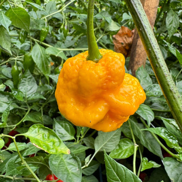 Scotch Brains XCP - Seeds - The Pepper Pantry (Formerly Marie Sharp's)